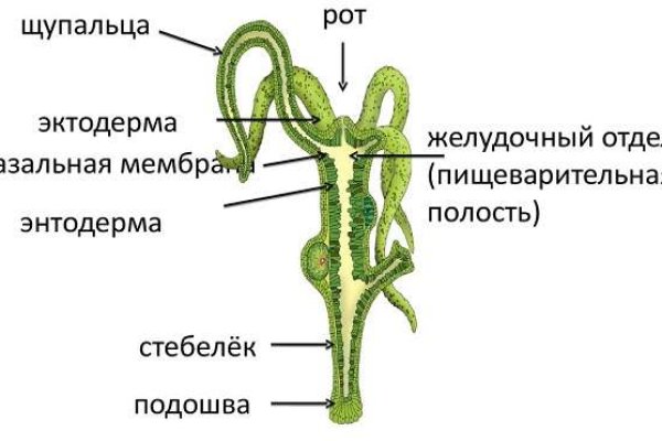 Как в торе загрузить фото на мегу