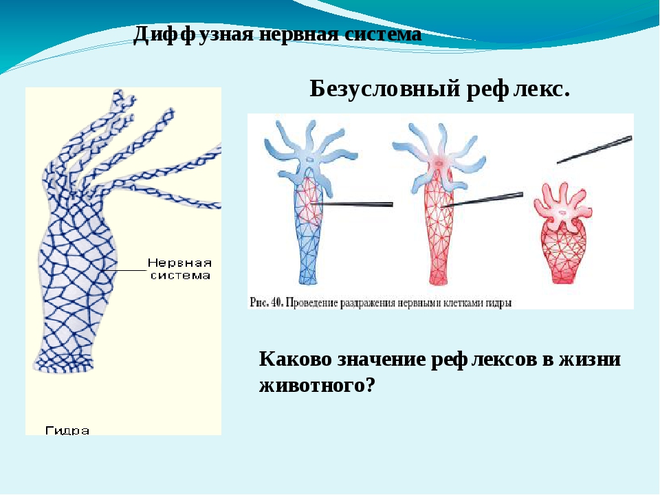 Kraken tor ссылка